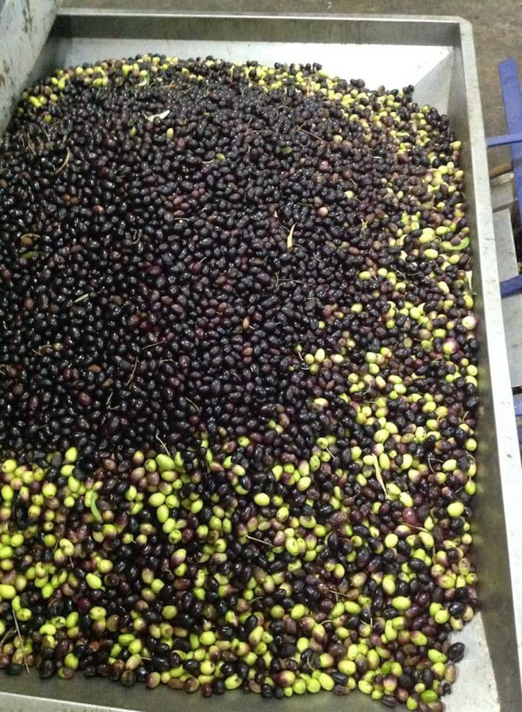 open storage tank with green and black olives at Konstas Olive Tours olive oil plant
